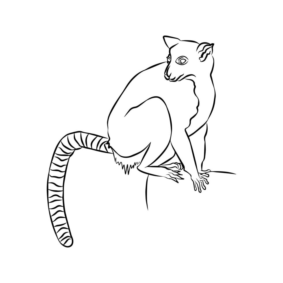 Beautiful lemur catta line, used in general applications vector