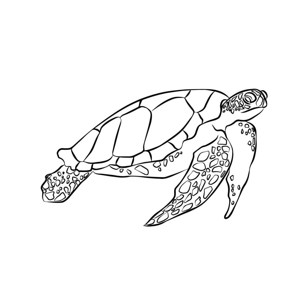 rayas de tortuga marina hermosa, montaje general. vector