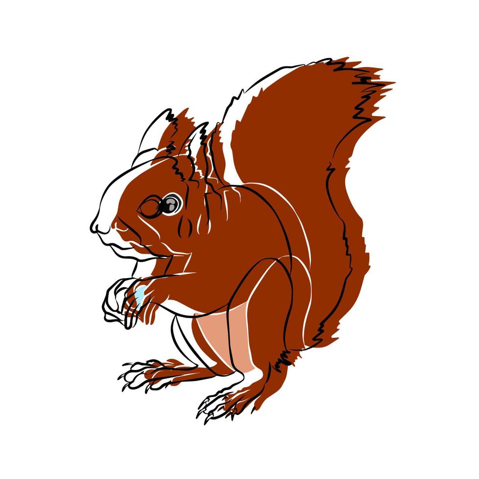 Beautiful squirrel image, used in general work vector