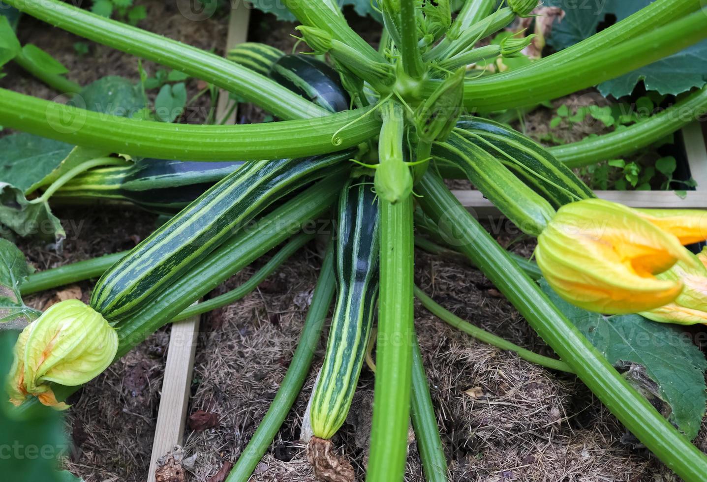 A huge courgette cucurbita pepo plant with green fruits and blossoms growing in the garden outdoors photo