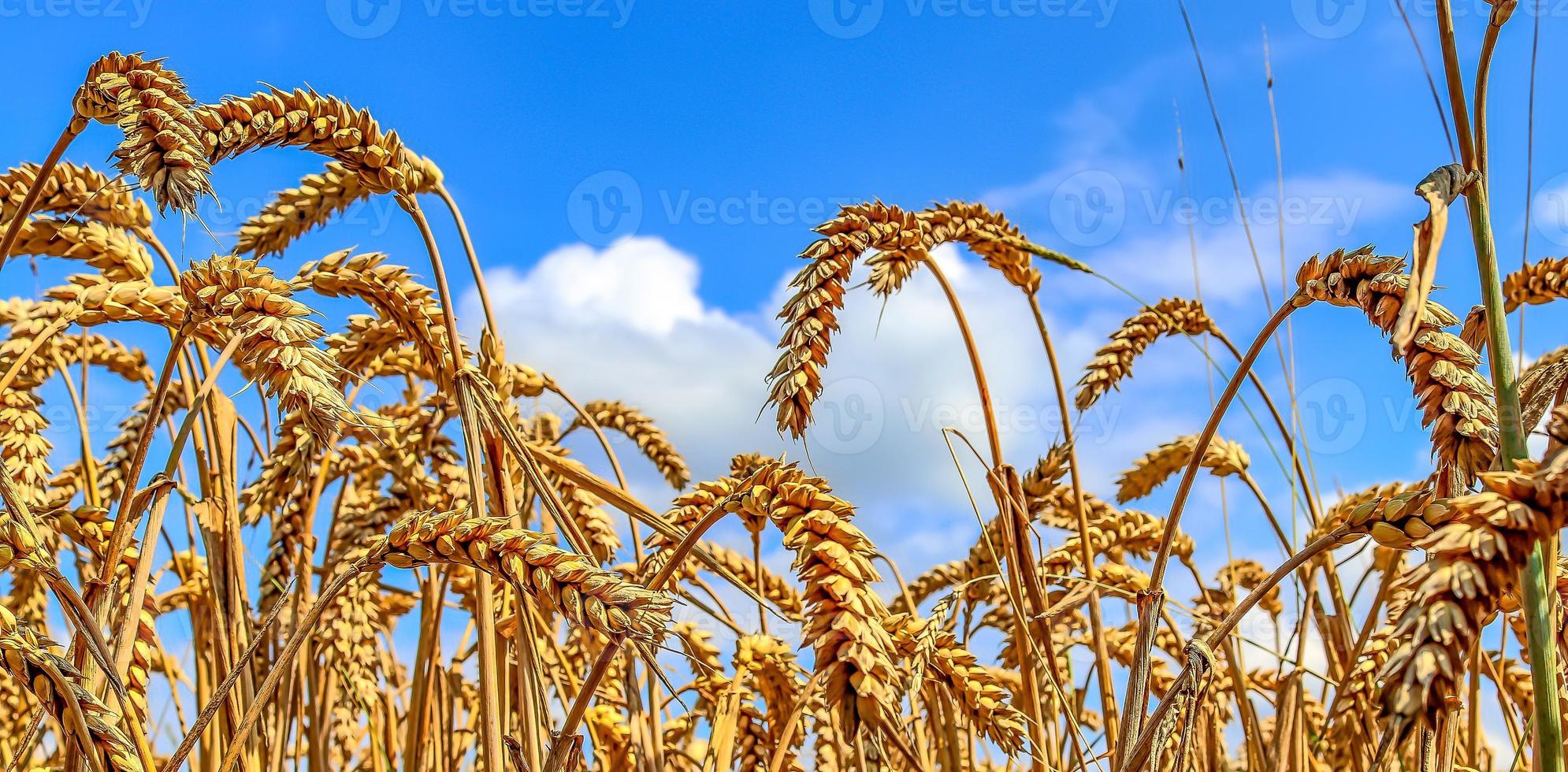 hermoso panorama de cultivos agrícolas y campos de trigo en un día soleado en verano foto