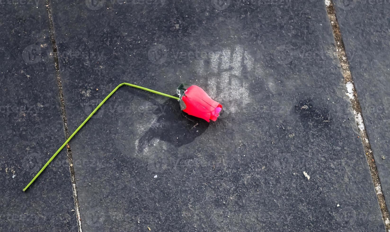 Broken valentine rose lying on a cold stone ground. Valentine concept photo