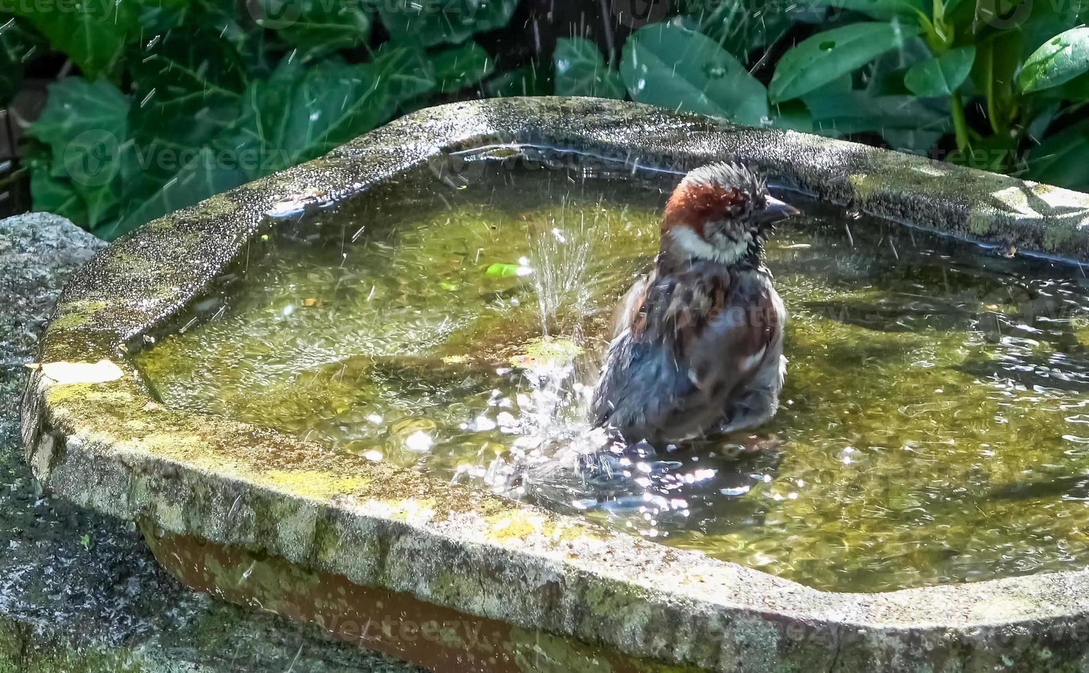 Close up on a cute little sparrow bathing and having fun in a bird bath on a sunny day in summer. photo