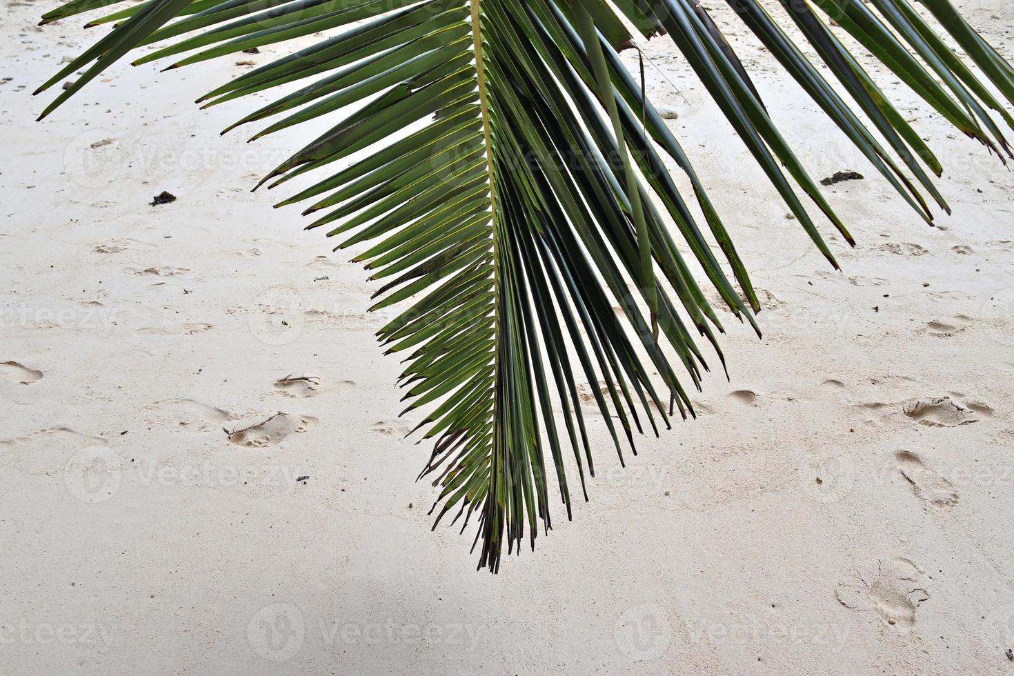 hermosas palmeras en la playa en las islas del paraíso tropical seychelles. foto