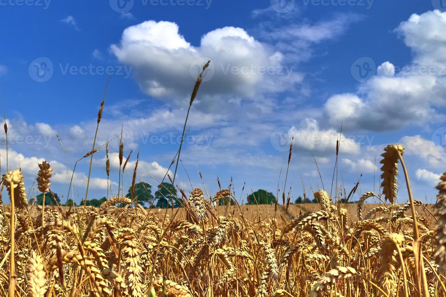 Summer view on agricultural crop and wheat fields ready for harvesting photo