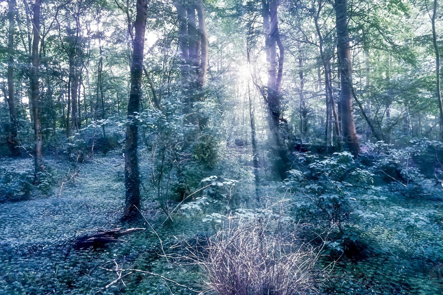 Mysterious fairy tale view into a magical dark blue forest with strong light beams photo