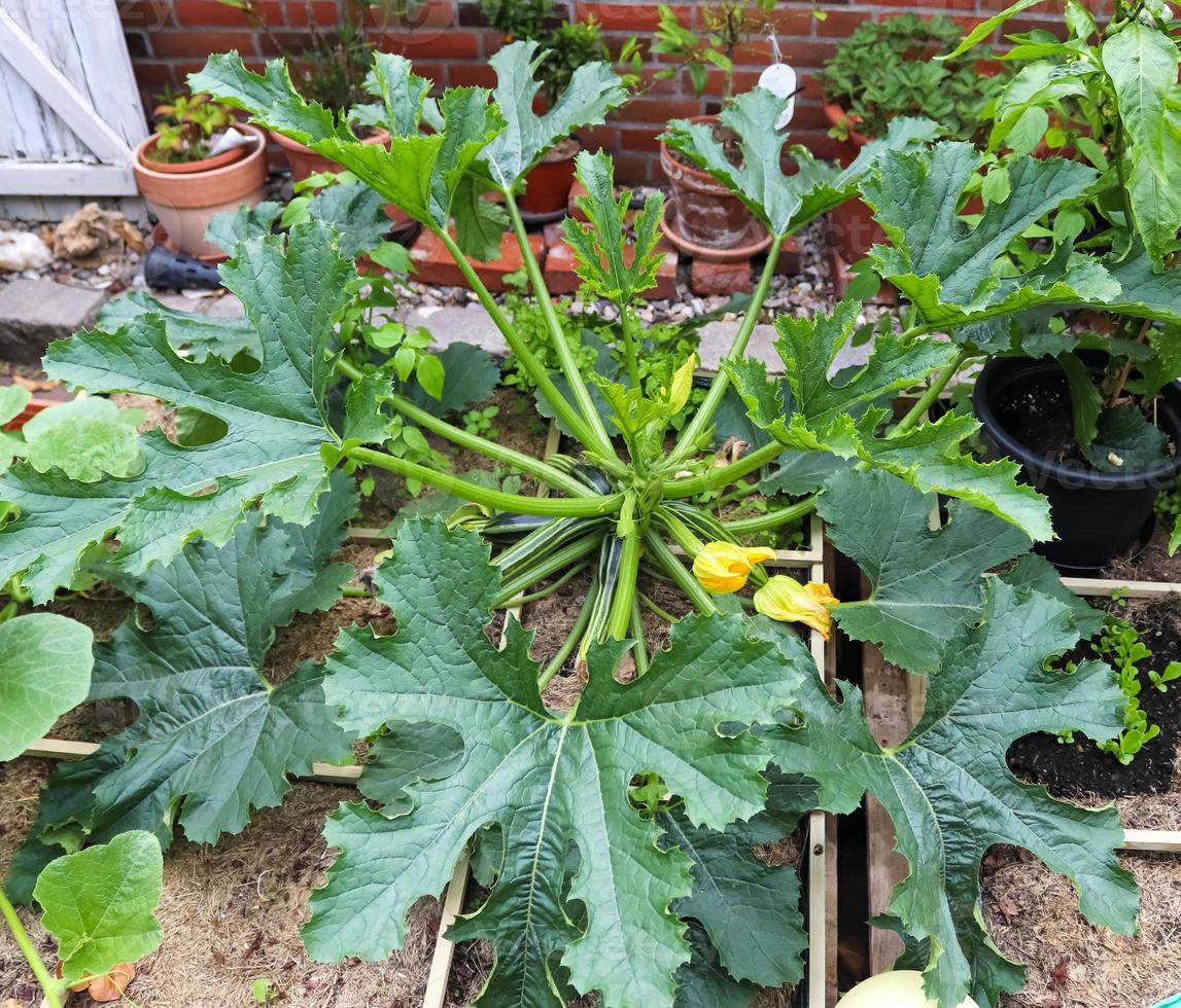 A huge courgette cucurbita pepo plant with green fruits and blossoms growing in the garden outdoors photo
