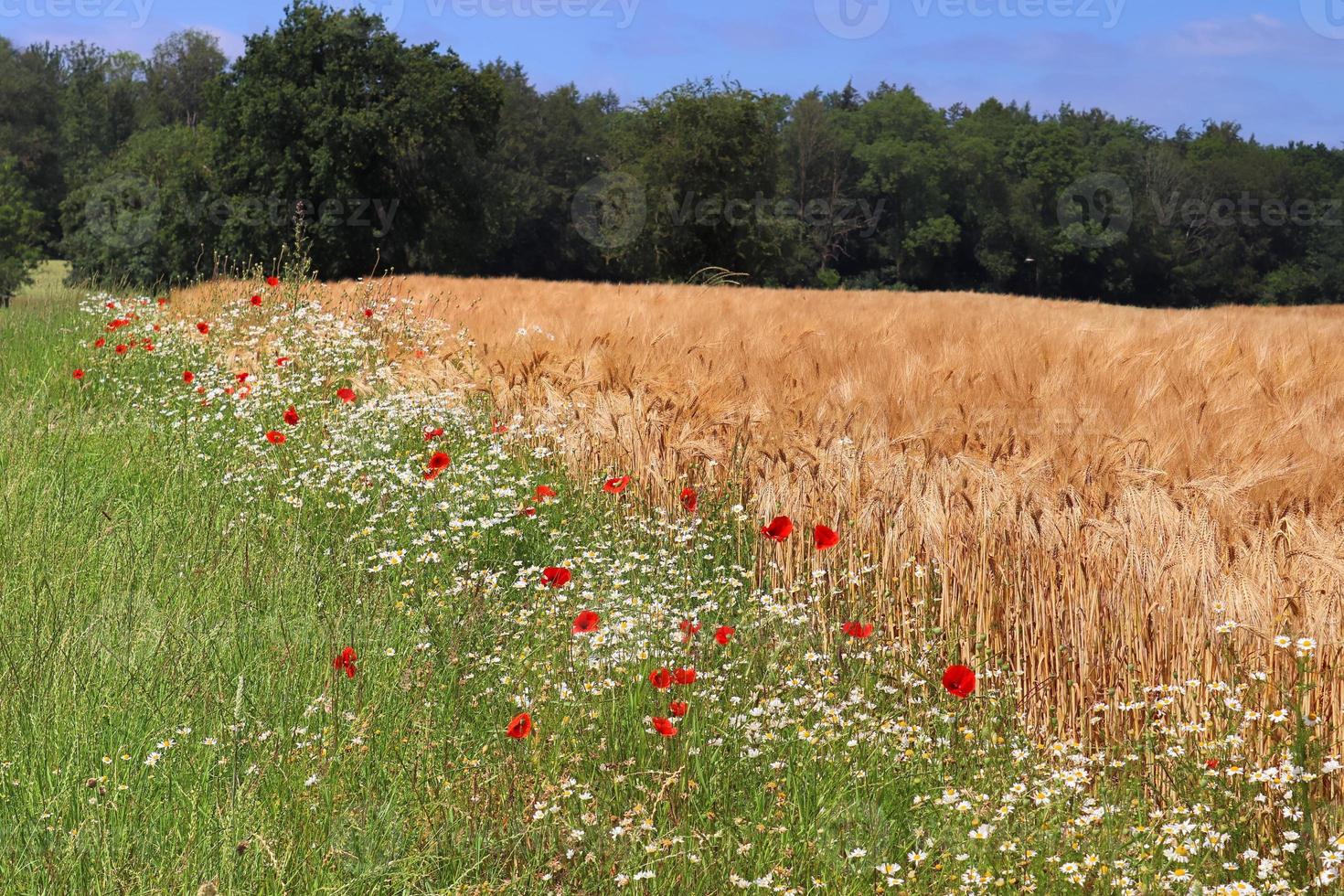 Summer view on agricultural crop and wheat fields ready for harvesting photo