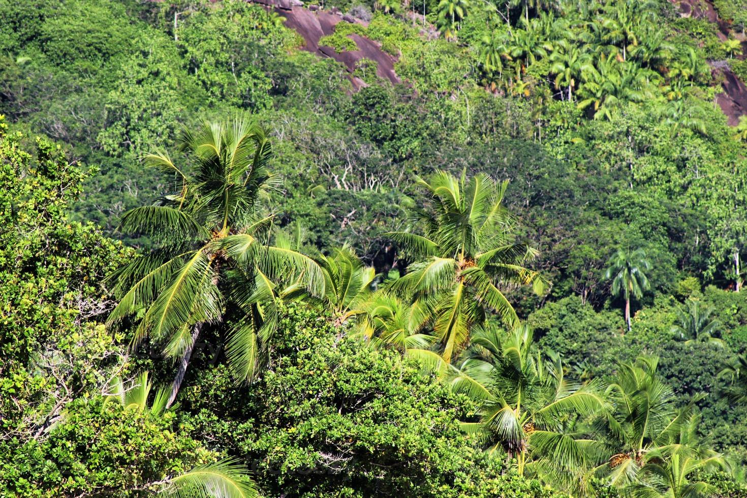 hermosas palmeras en la playa en las islas del paraíso tropical seychelles. foto