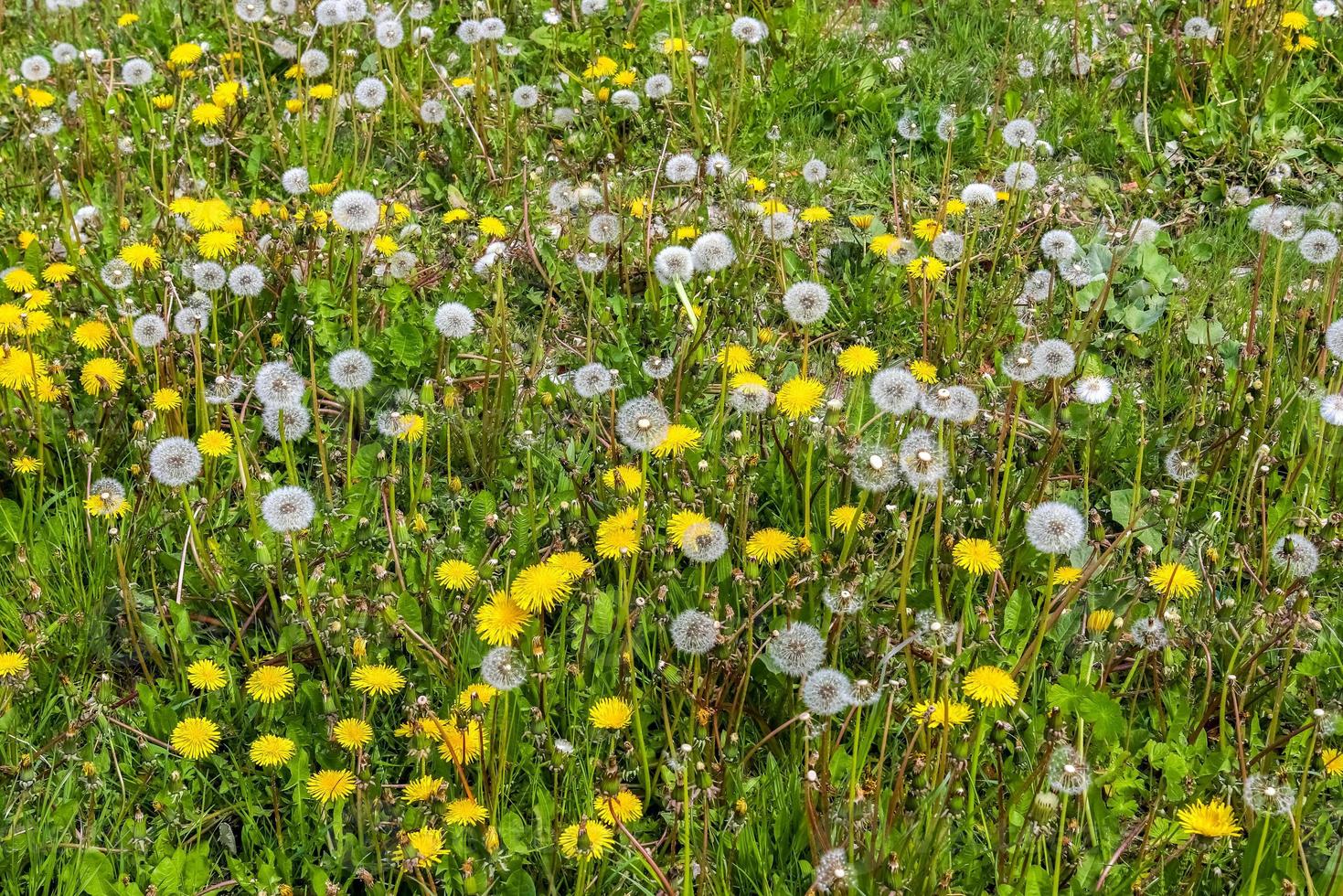 Close up view at a blowball flower found on a green meadow full of dandelions photo