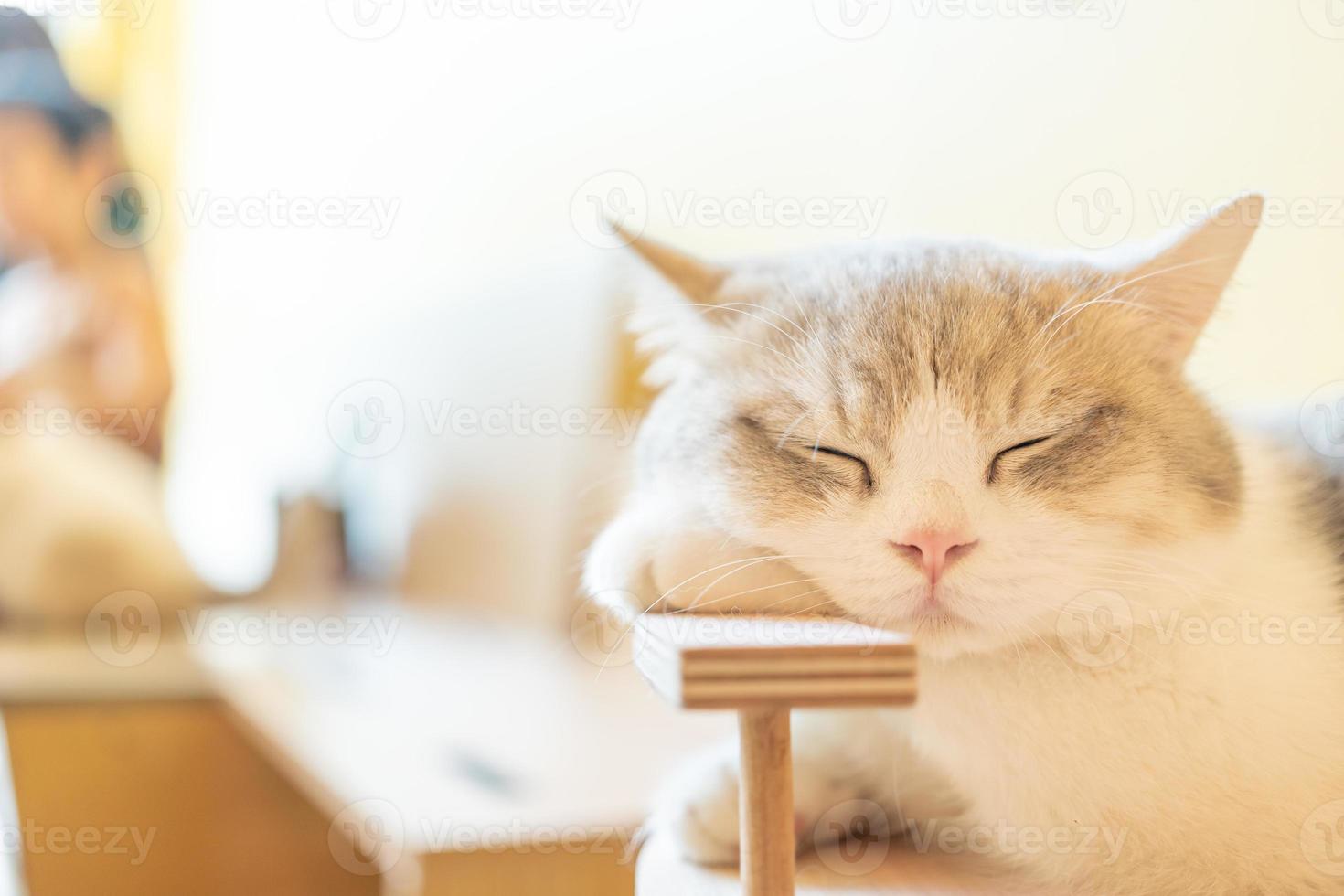 Cat sleeping on a wooden table. sleeping cat photo