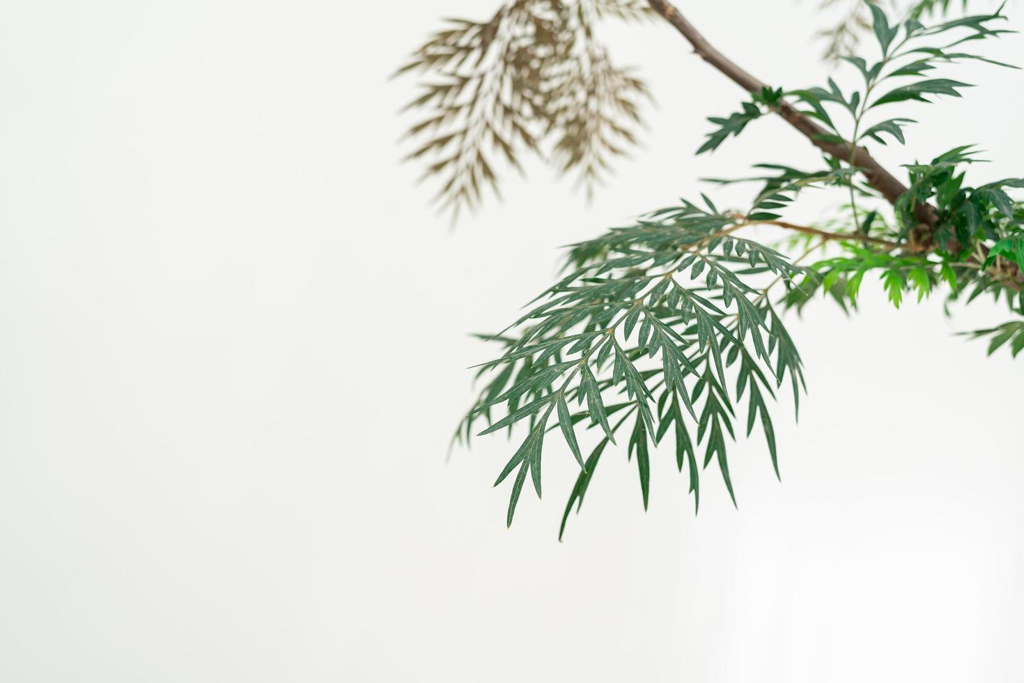 Southern Silky Oak, Silky-oak, green leaf isolate on white background. photo
