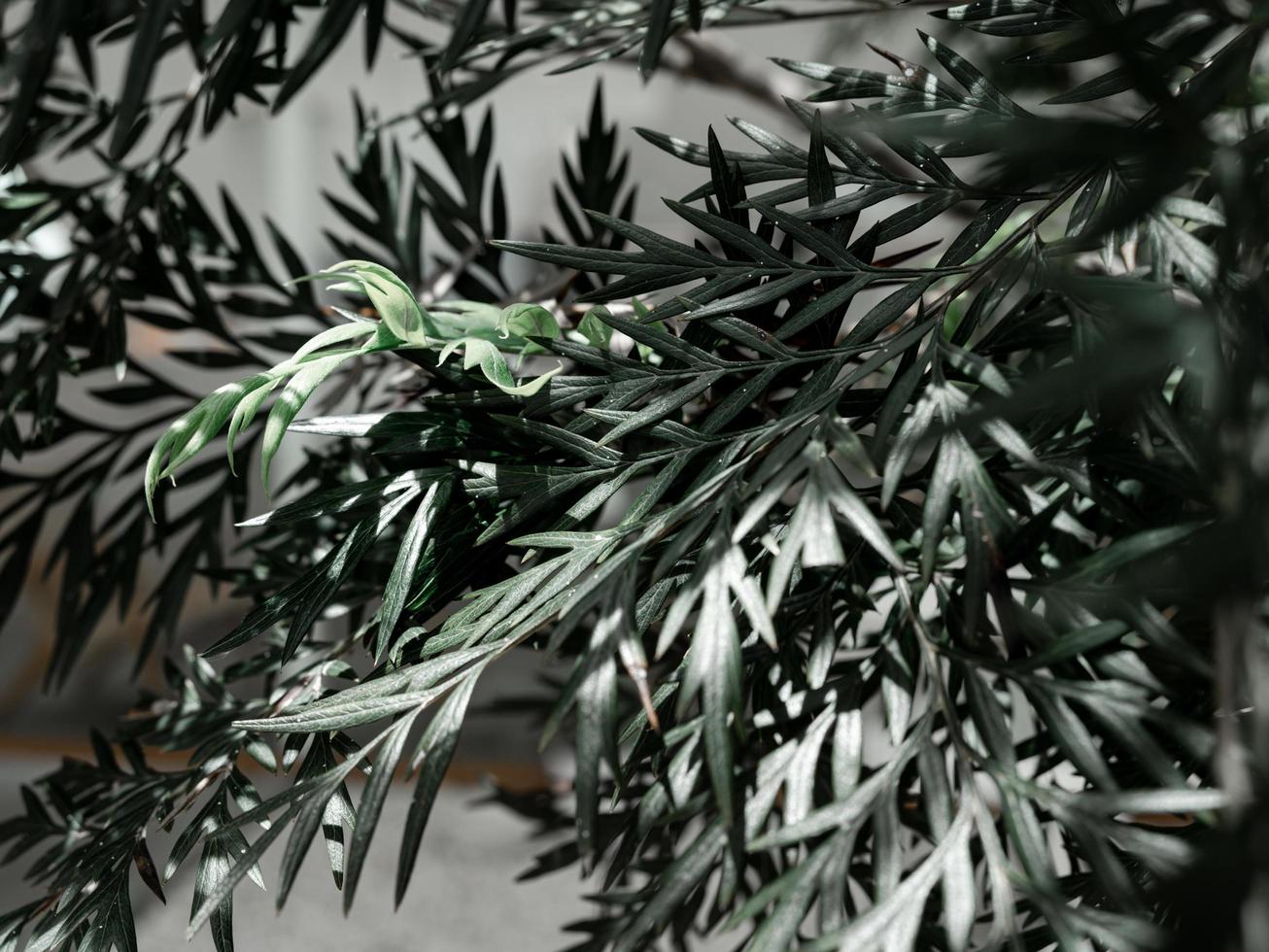 Southern Silky Oak, Silky-oak, green leaf. photo