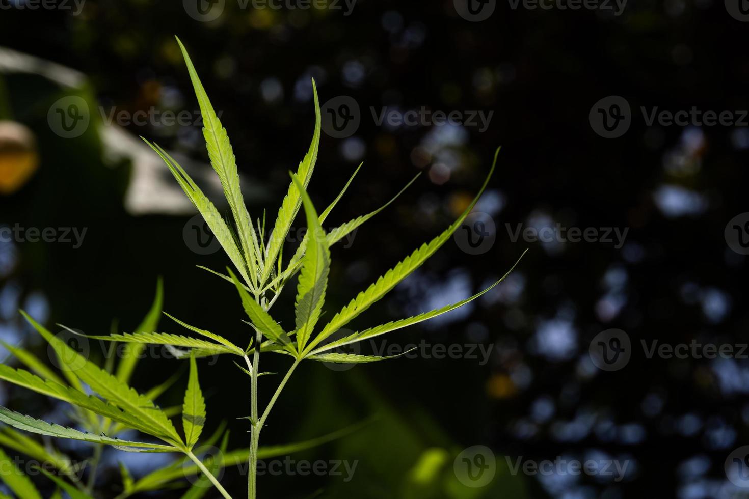 marijuana leaves cannabis plants a beautiful background. wallpaper or a  thematic photo to legalize marijuana 8001115 Stock Photo at Vecteezy