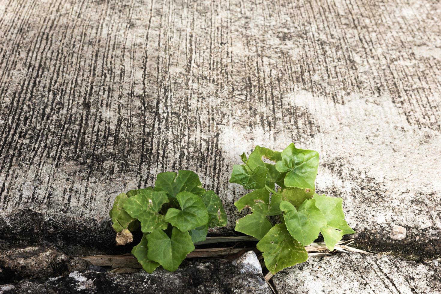 Plants that rise from the cracks in the cement floor. photo
