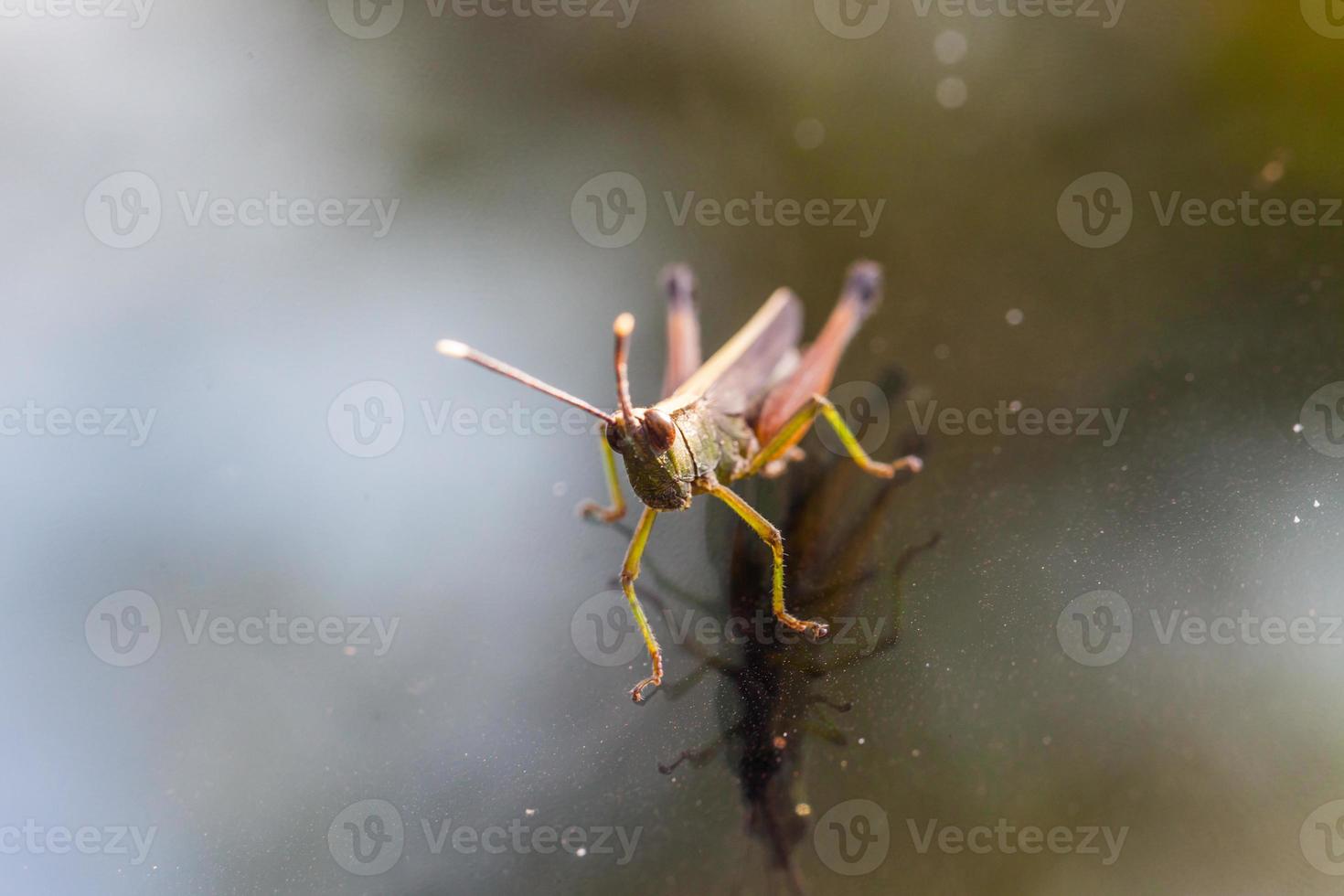 Grasshopper perching on a mirror photo