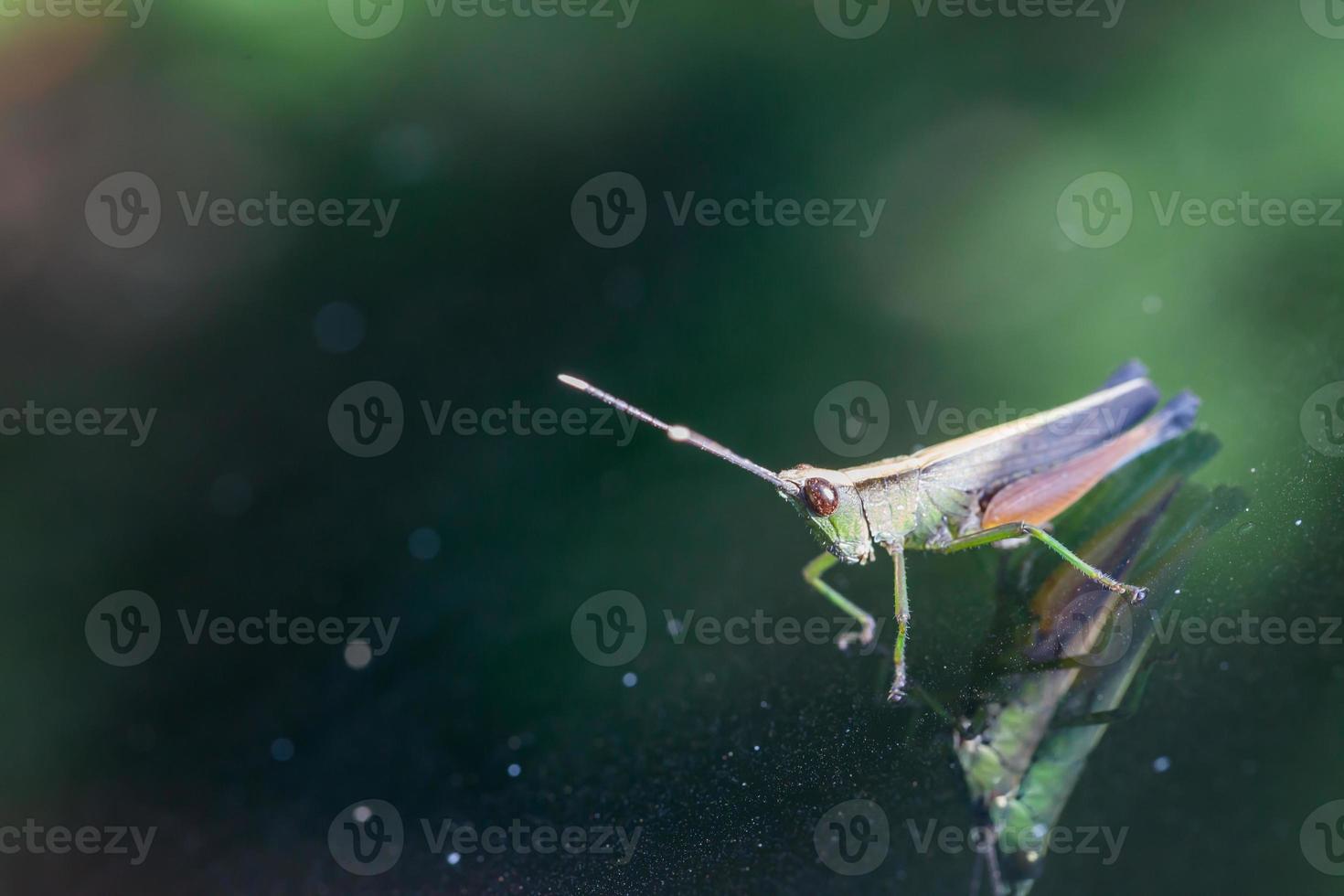 Grasshopper perching on a mirror photo
