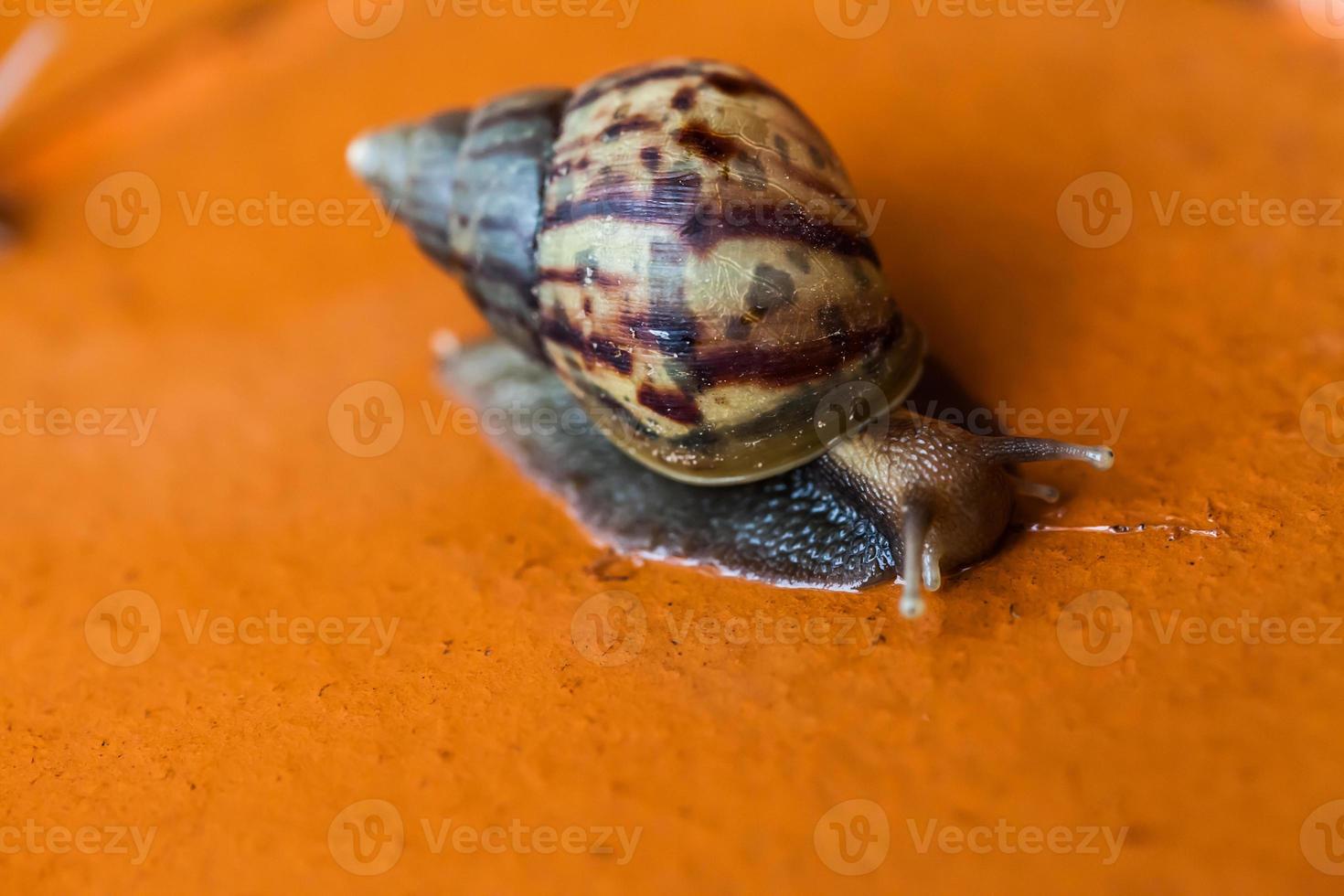 Snail crawling on the floor photo