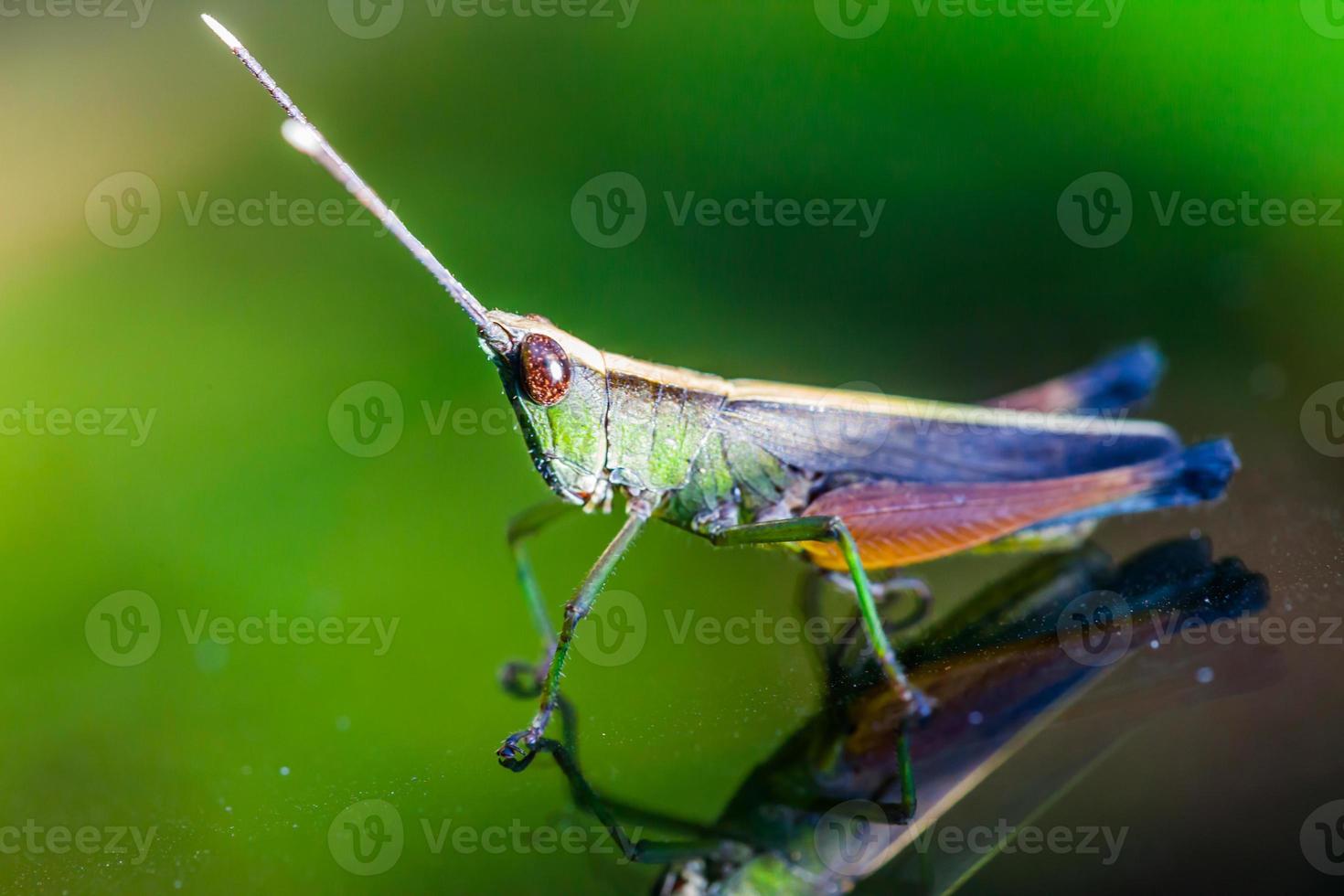 Grasshopper perching on a mirror photo