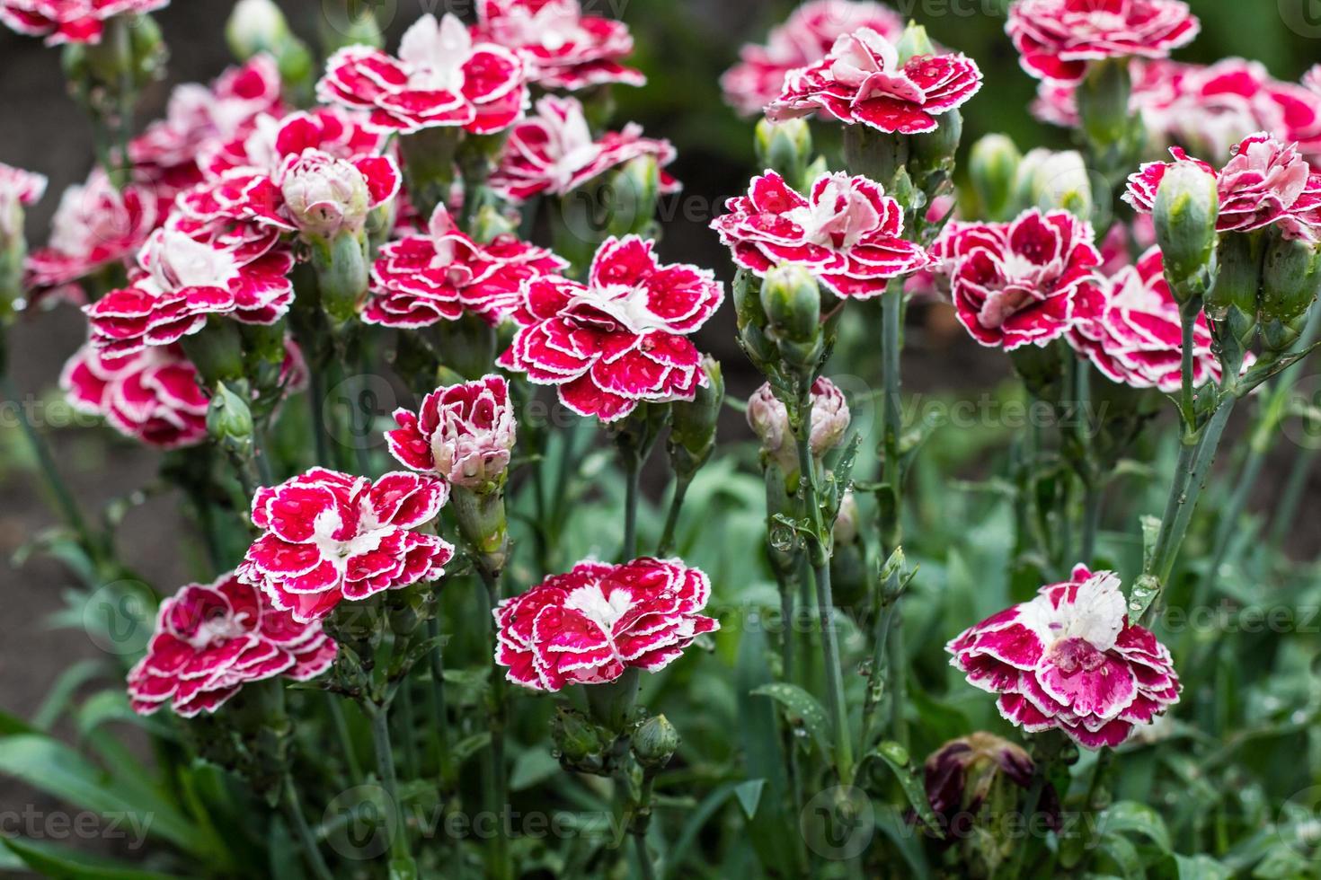 Pink Carnation flowers in summer garden. Dianthus caryophyllus 8001771