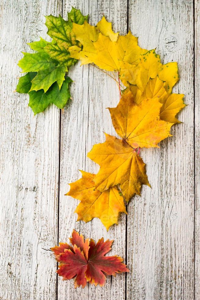 Maple leaves with color gradient on white wooden background arranged in the shape of a question mark photo