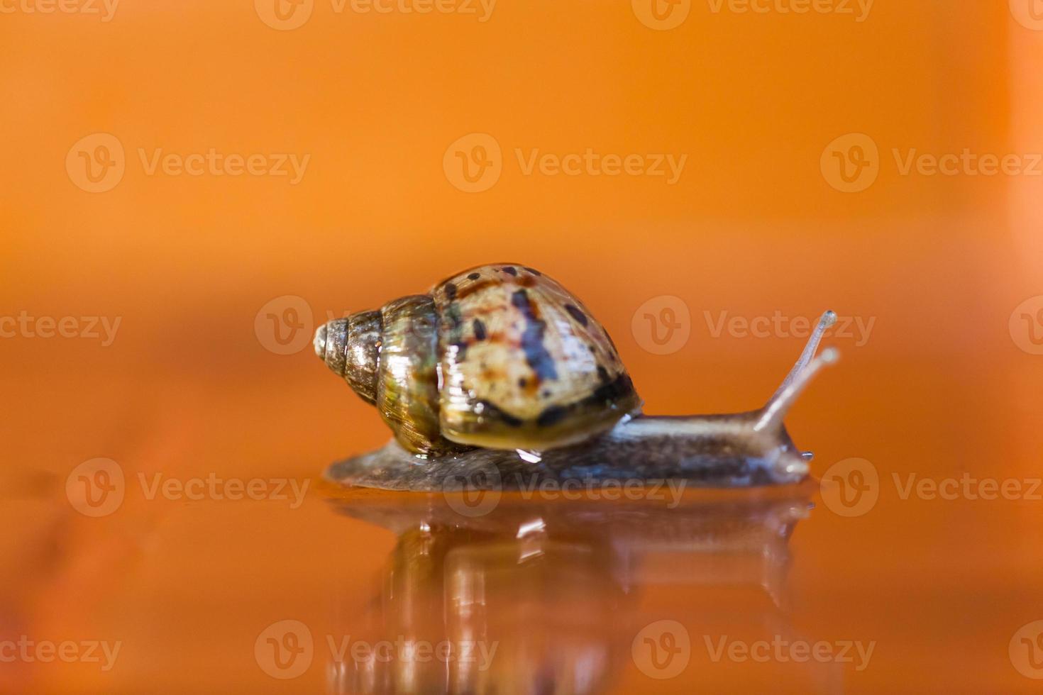 Snail crawling on the floor photo