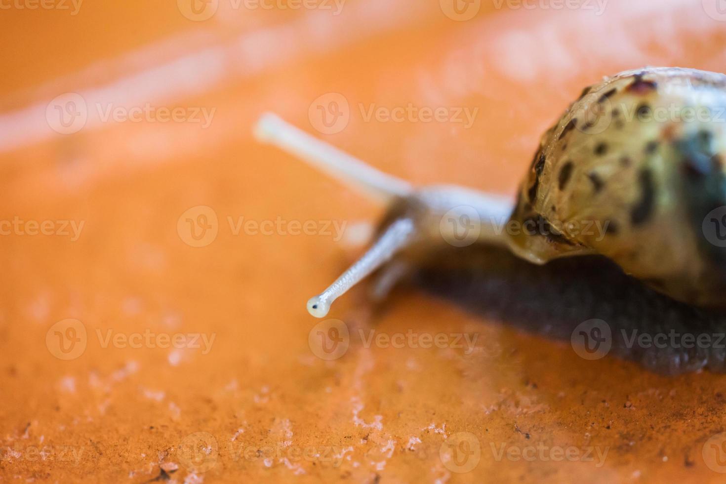 Snail crawling on the floor photo