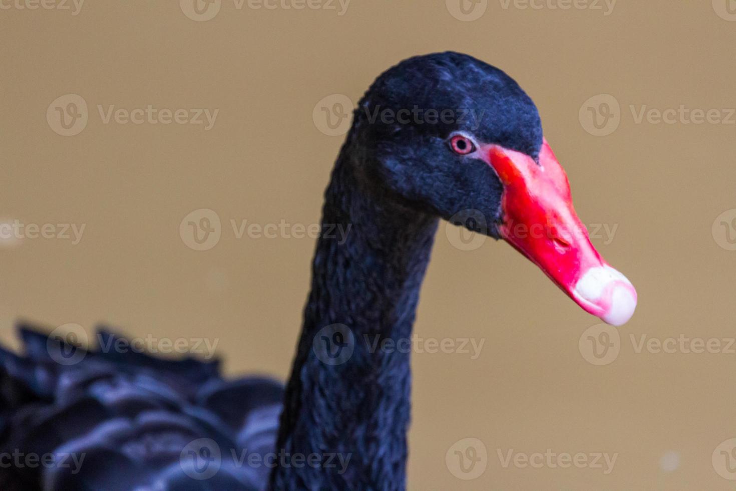 black swan swimming in the zoo photo