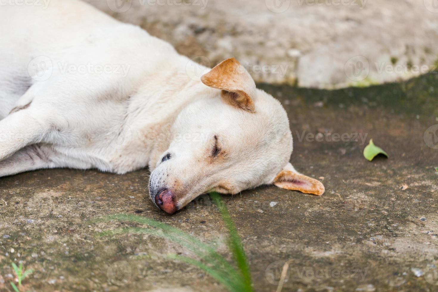 Lonely homeless dog sleeping photo