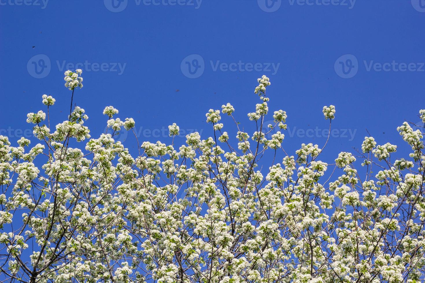 Blooming cherry tree branches with a blue sky photo