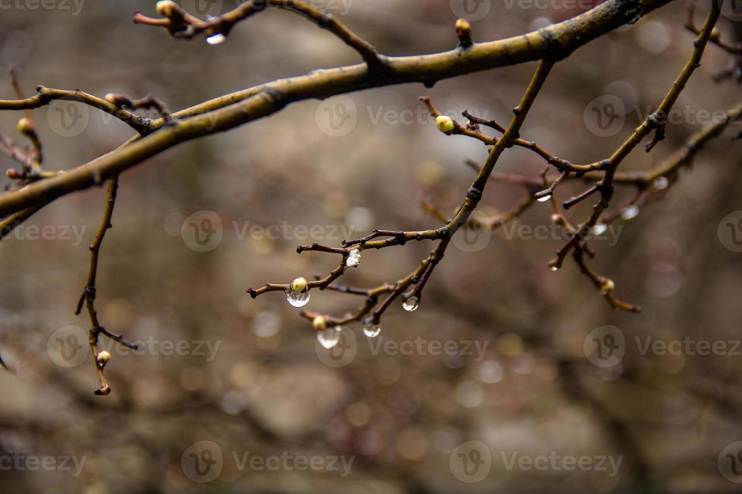 Branches of birch with earrings in raindrops on a background photo