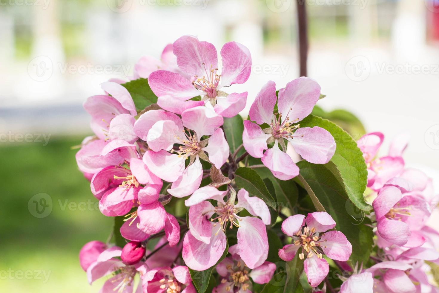Natural background, branch of peach flowers in spring photo