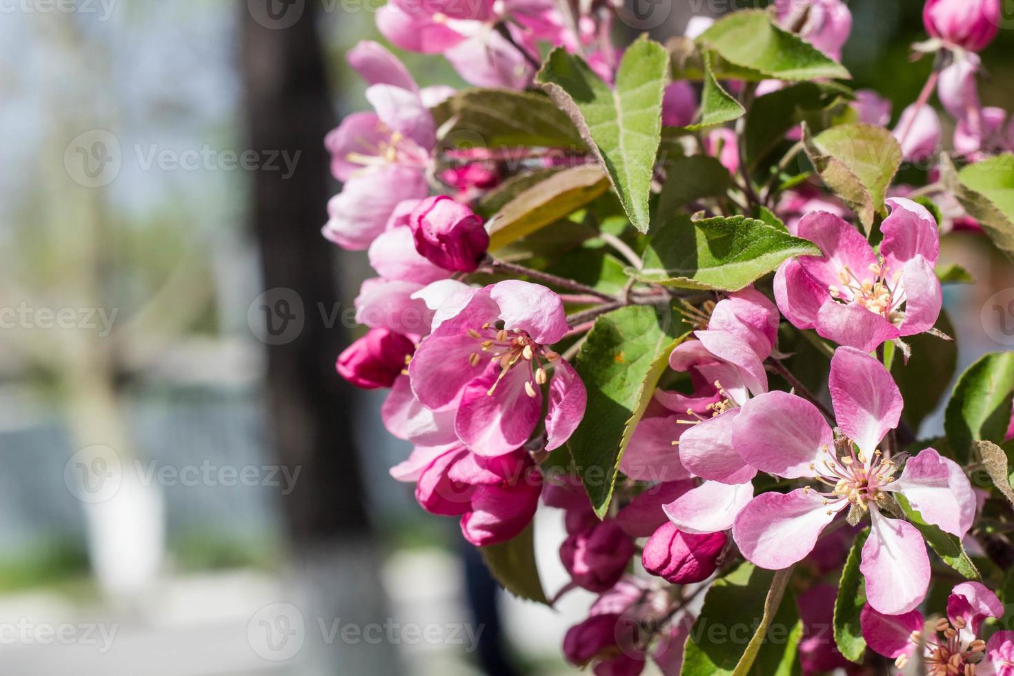 Natural background, branch of peach flowers in spring photo