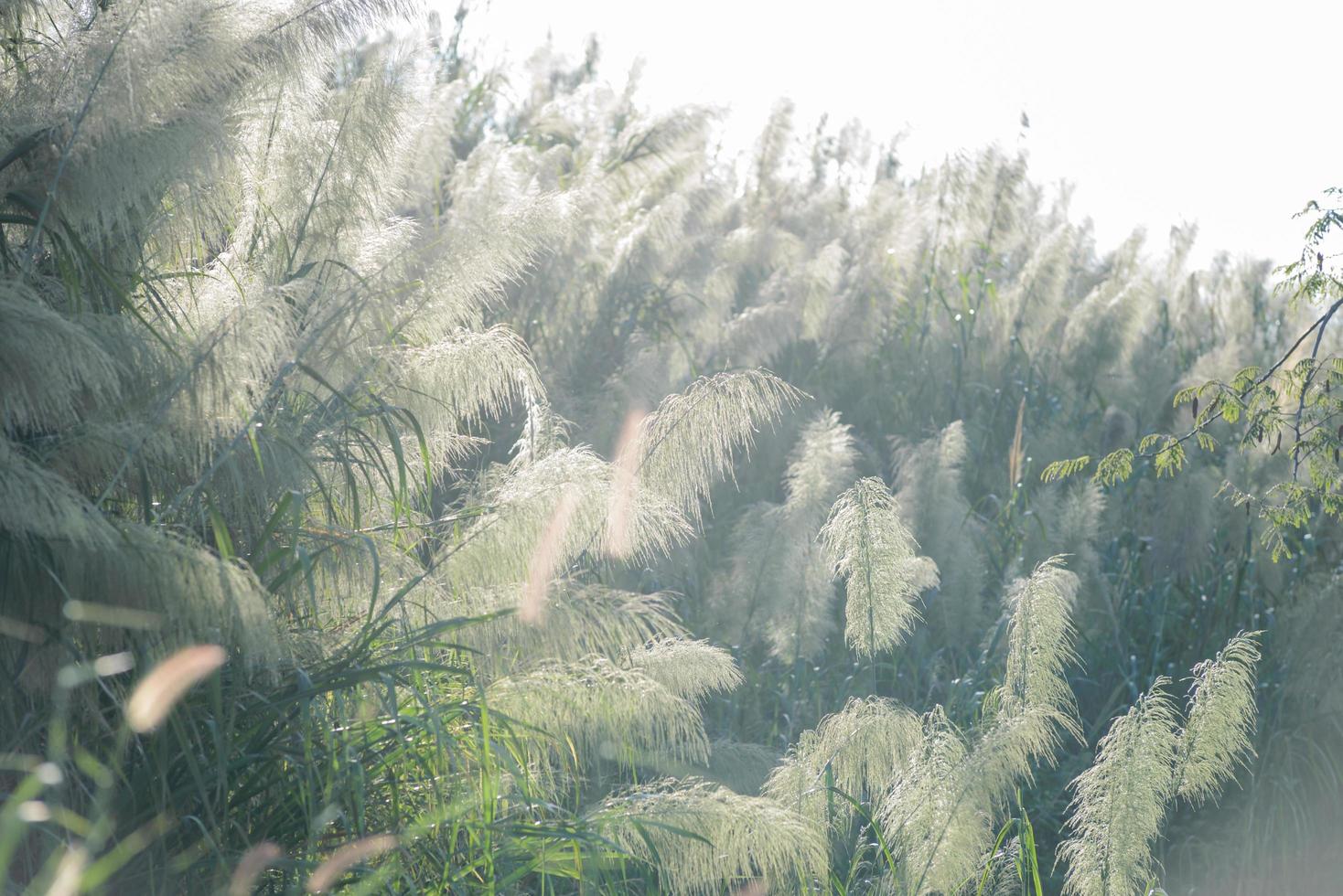flower grass impact sunlight on sunset - natural background photo