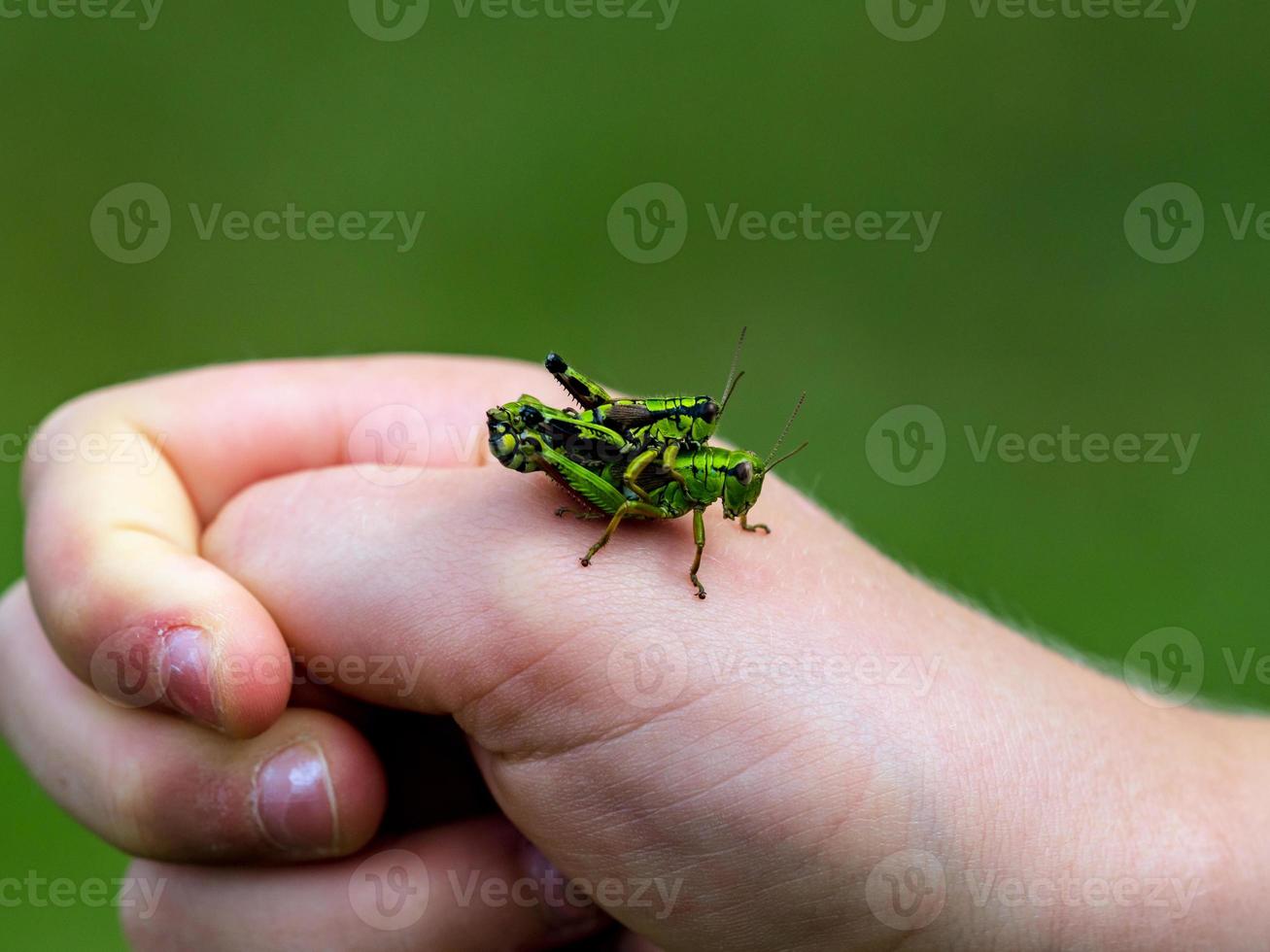A large green grasshopper, locust, sits on a child's hand photo