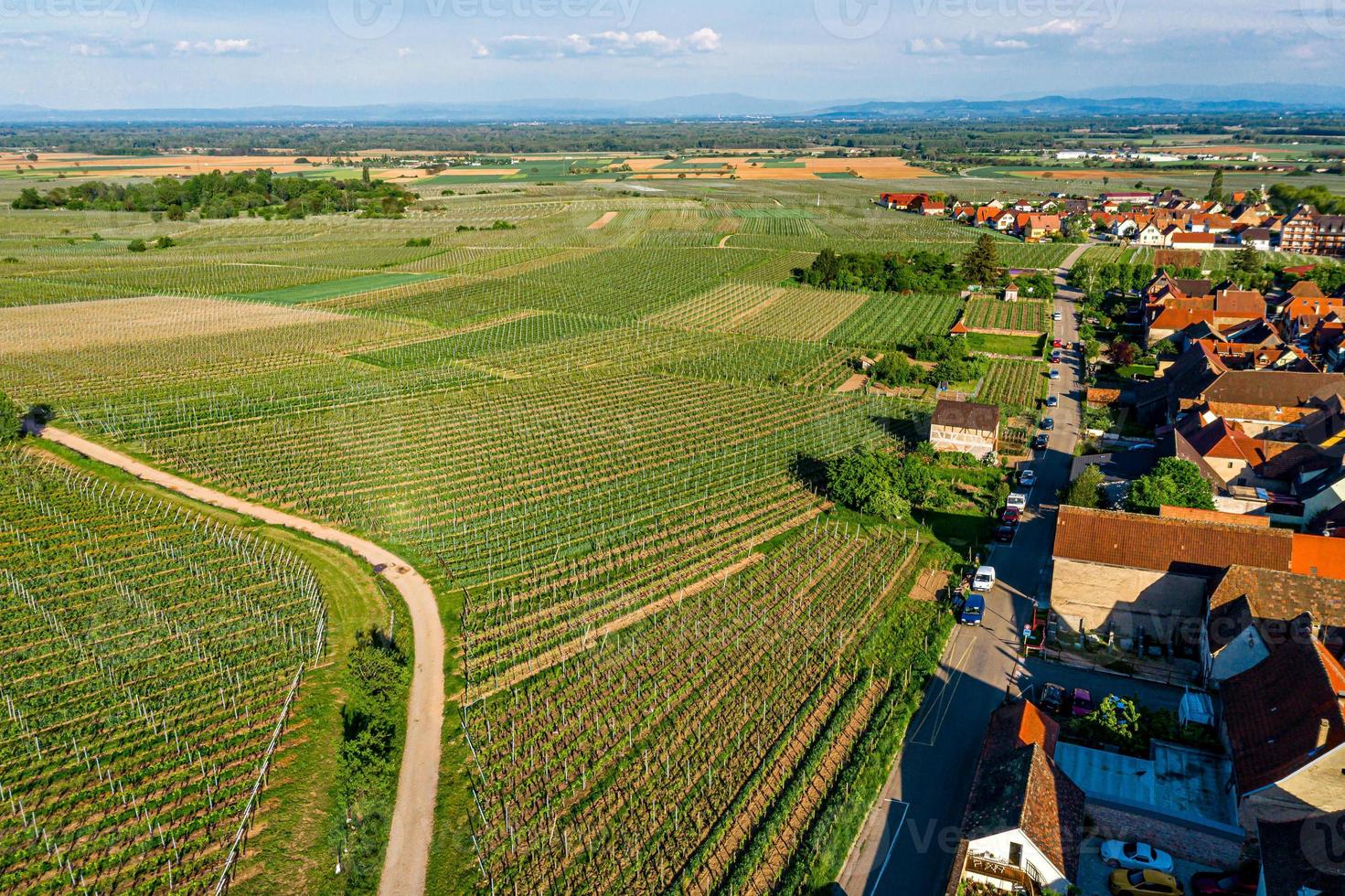 Young green vineyards of Alsace in the setting sun photo