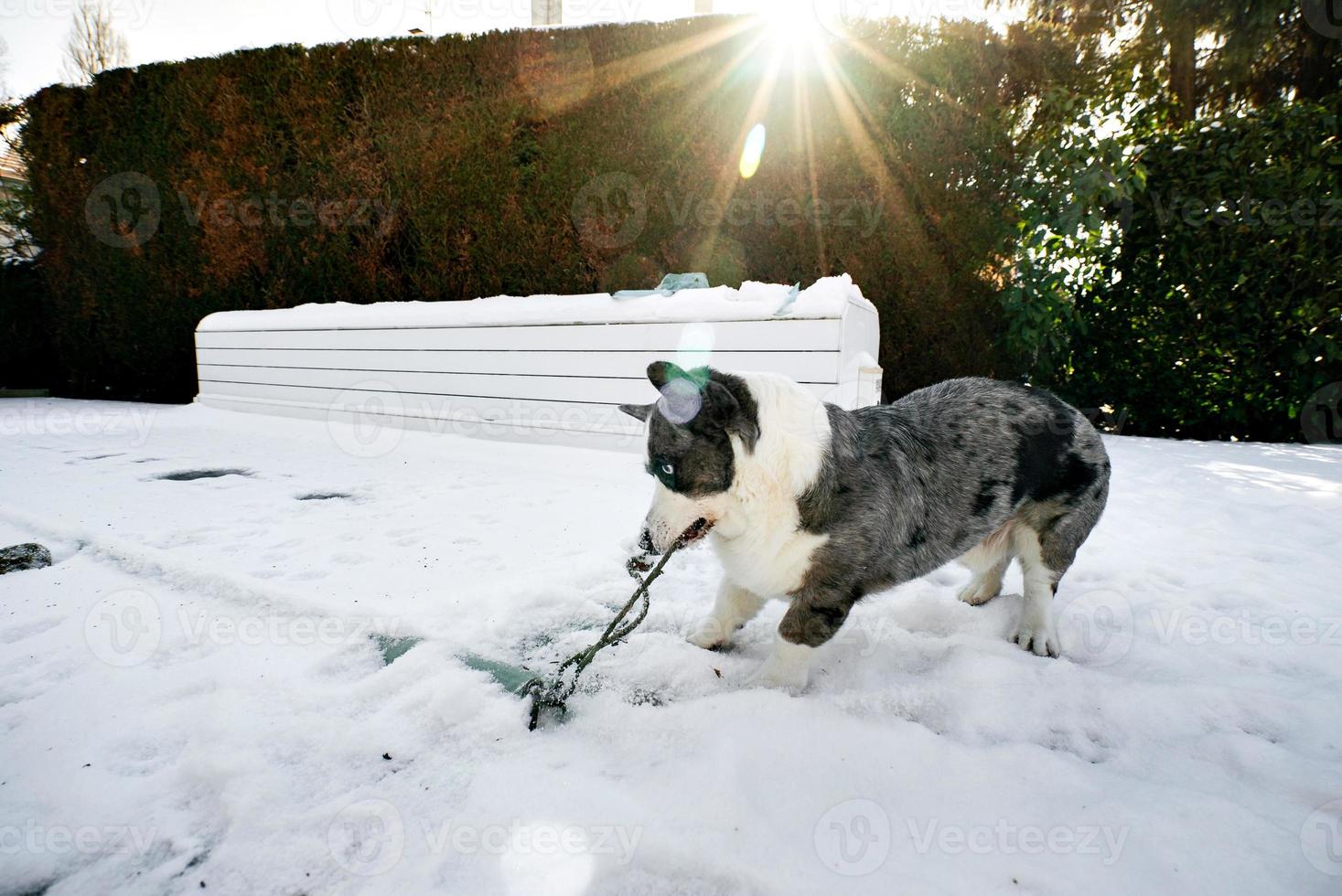 Dog breed Corgi Cardigan plays on the spring melted snow photo