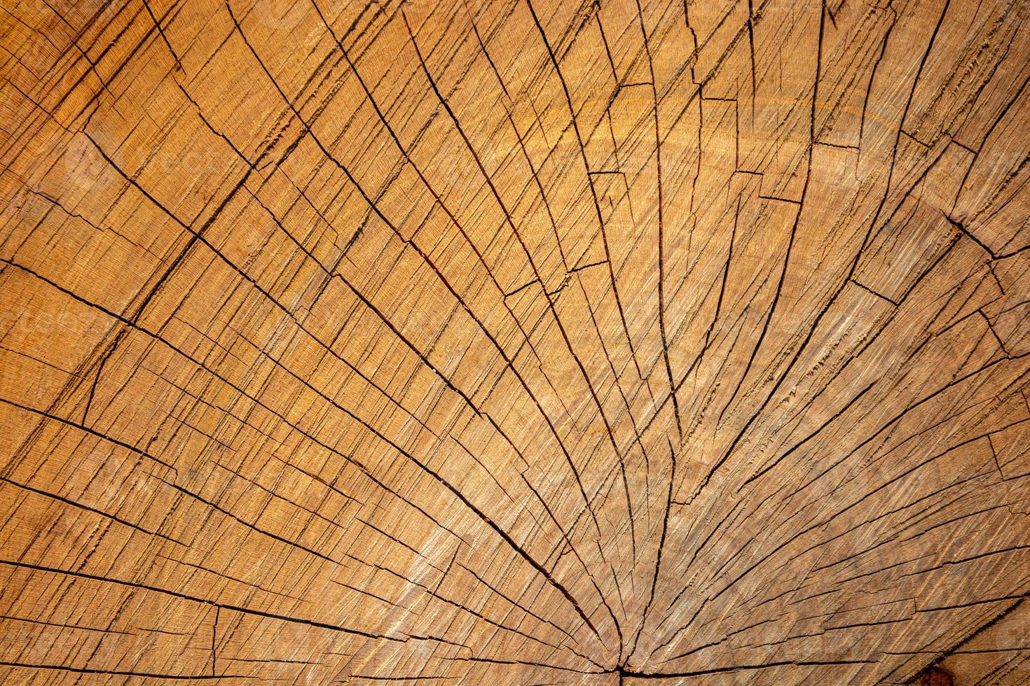 The structure of a cherry log close-up. Wooden background. photo
