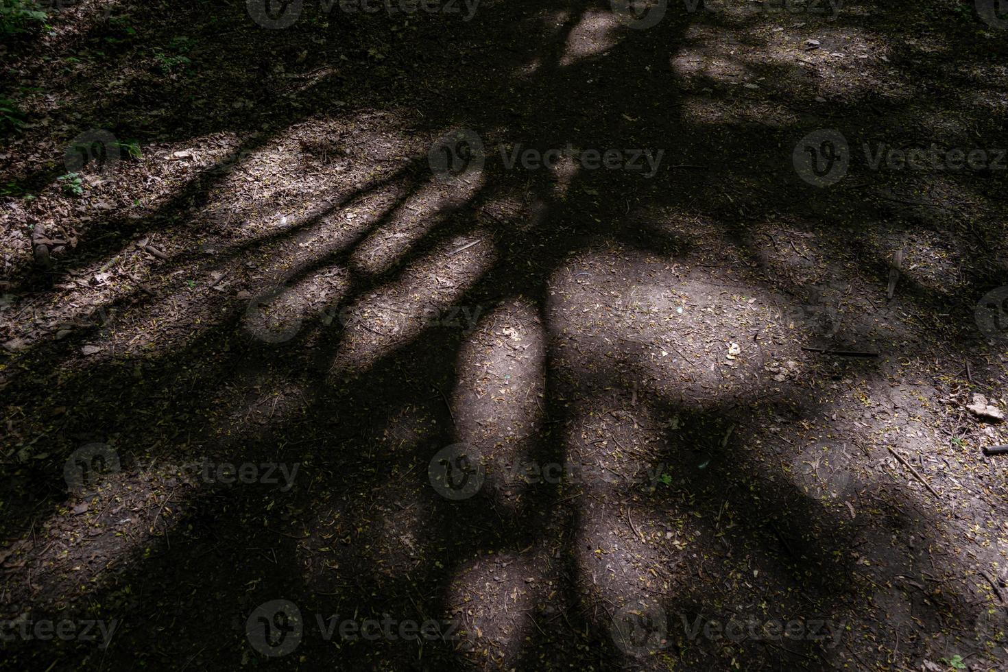 Light and shadows from leaves and trees on a forest path. photo