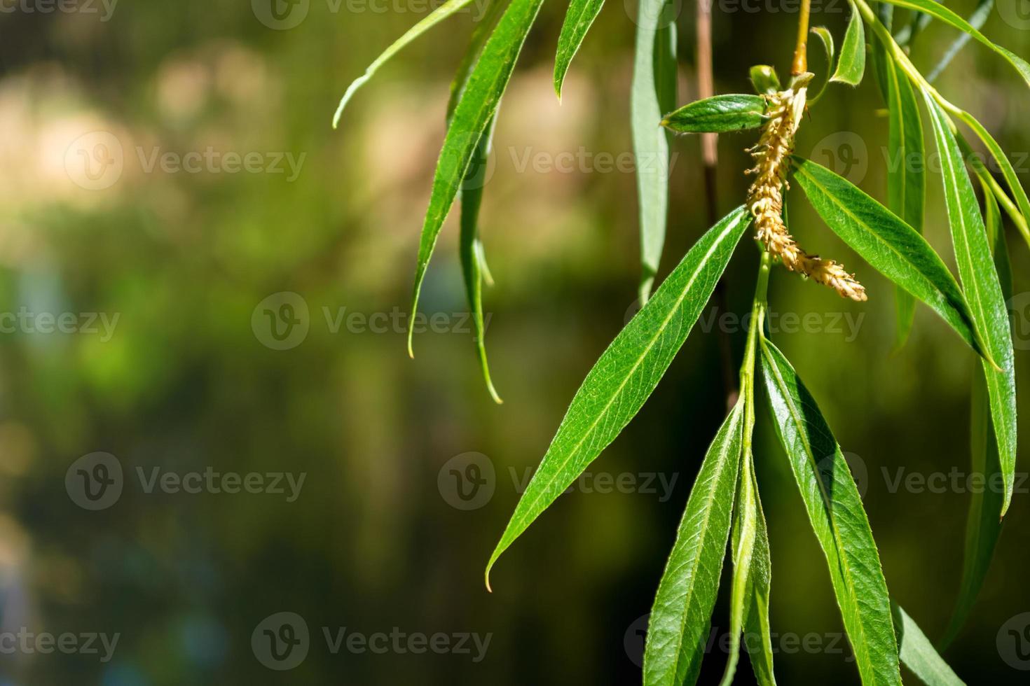 Bright, green willow leaves on a hanging branch close-up against a softly blurred background. Sunny day. photo