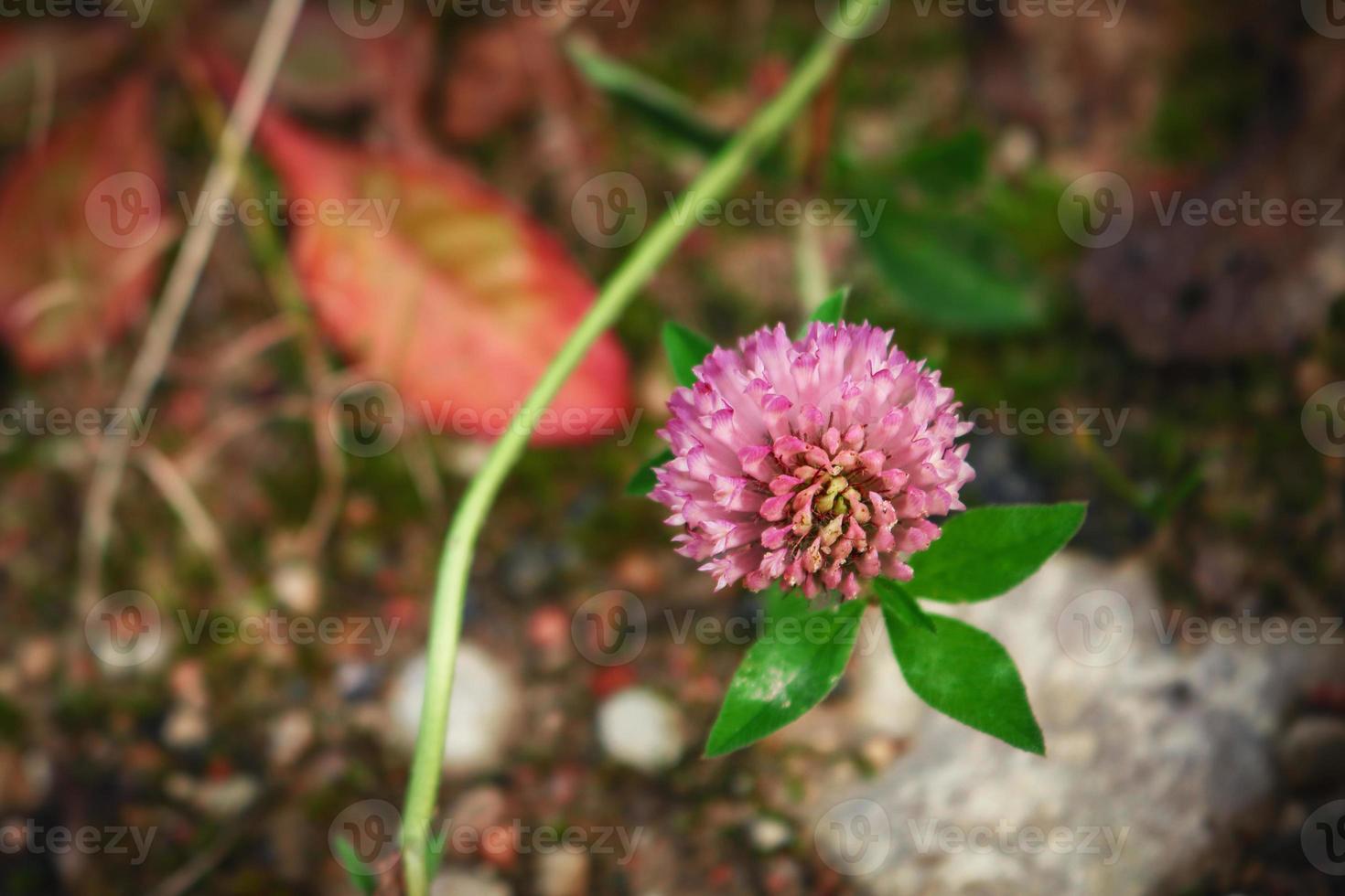 Pink clover flower in bloom on juicy stem with leaves on dry red and brown autumn leaves and stones background photo