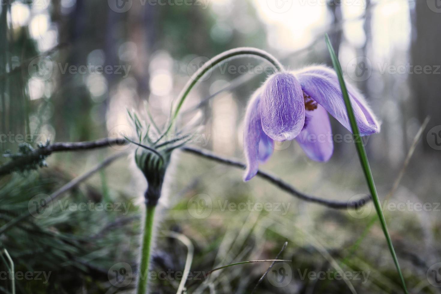 Purple prairie crocus spring flower hovering over ground in the forest banging head on the grass photo