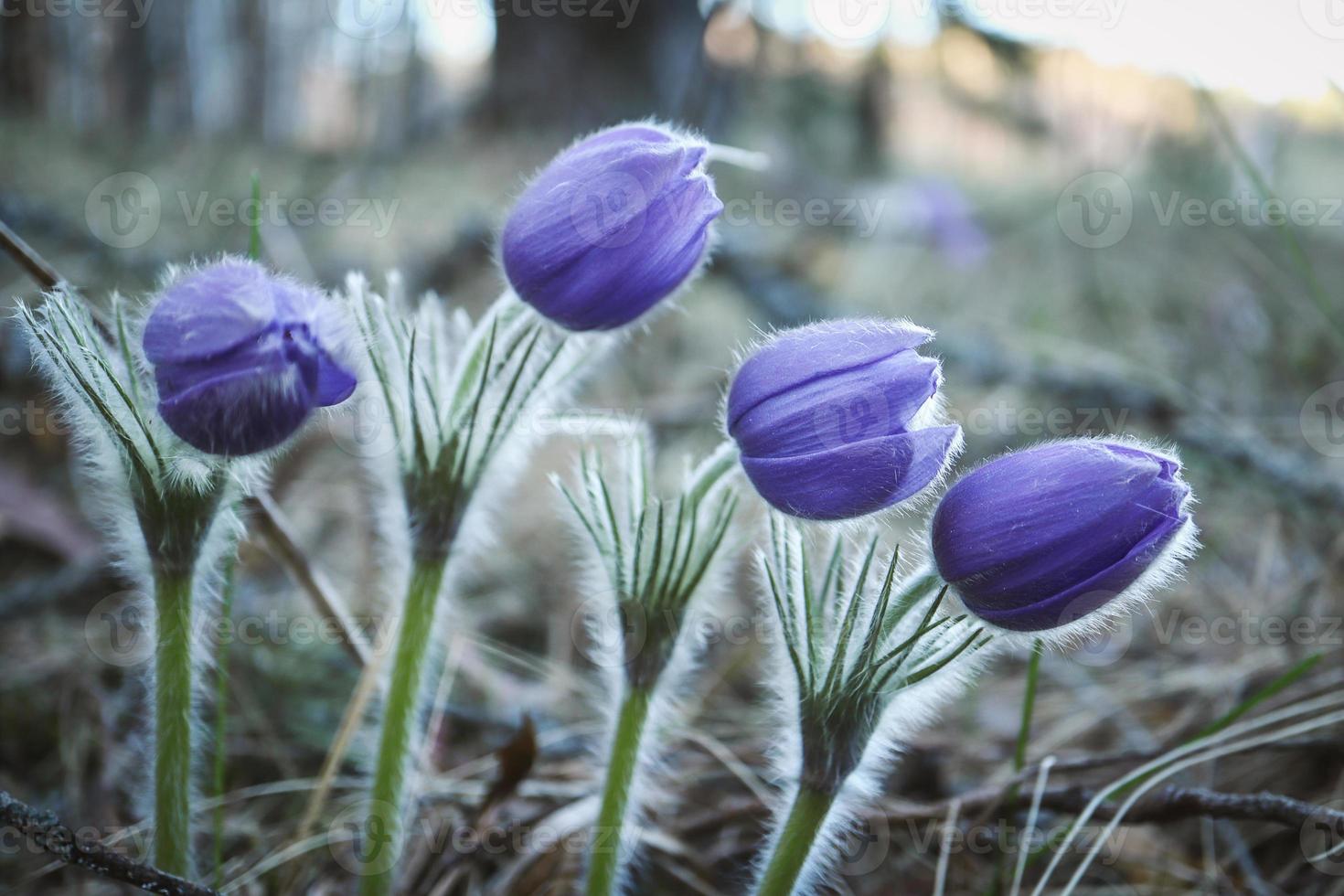 Four prairie crocus spring flowers with closed buds hovering over ground in the sunset lit forest photo