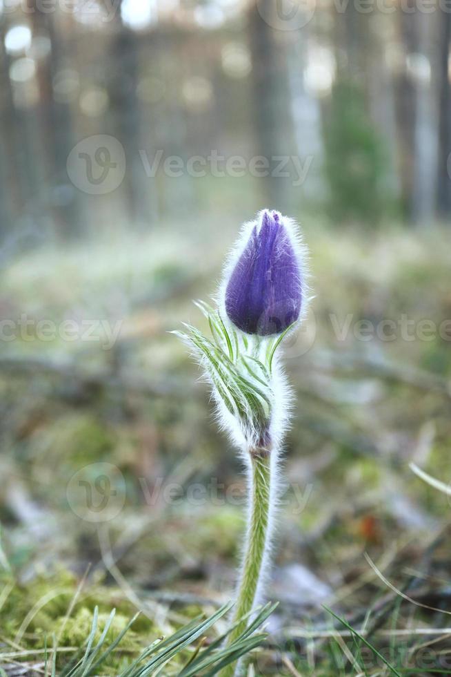 Purple prairie crocus spring flower stanging tall in moss and grass in the forest photo