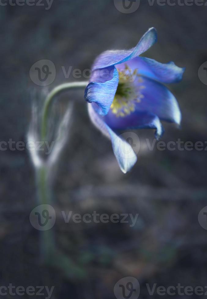 flor de primavera de azafrán de pradera abierta azul flotando sobre el suelo en el bosque foto