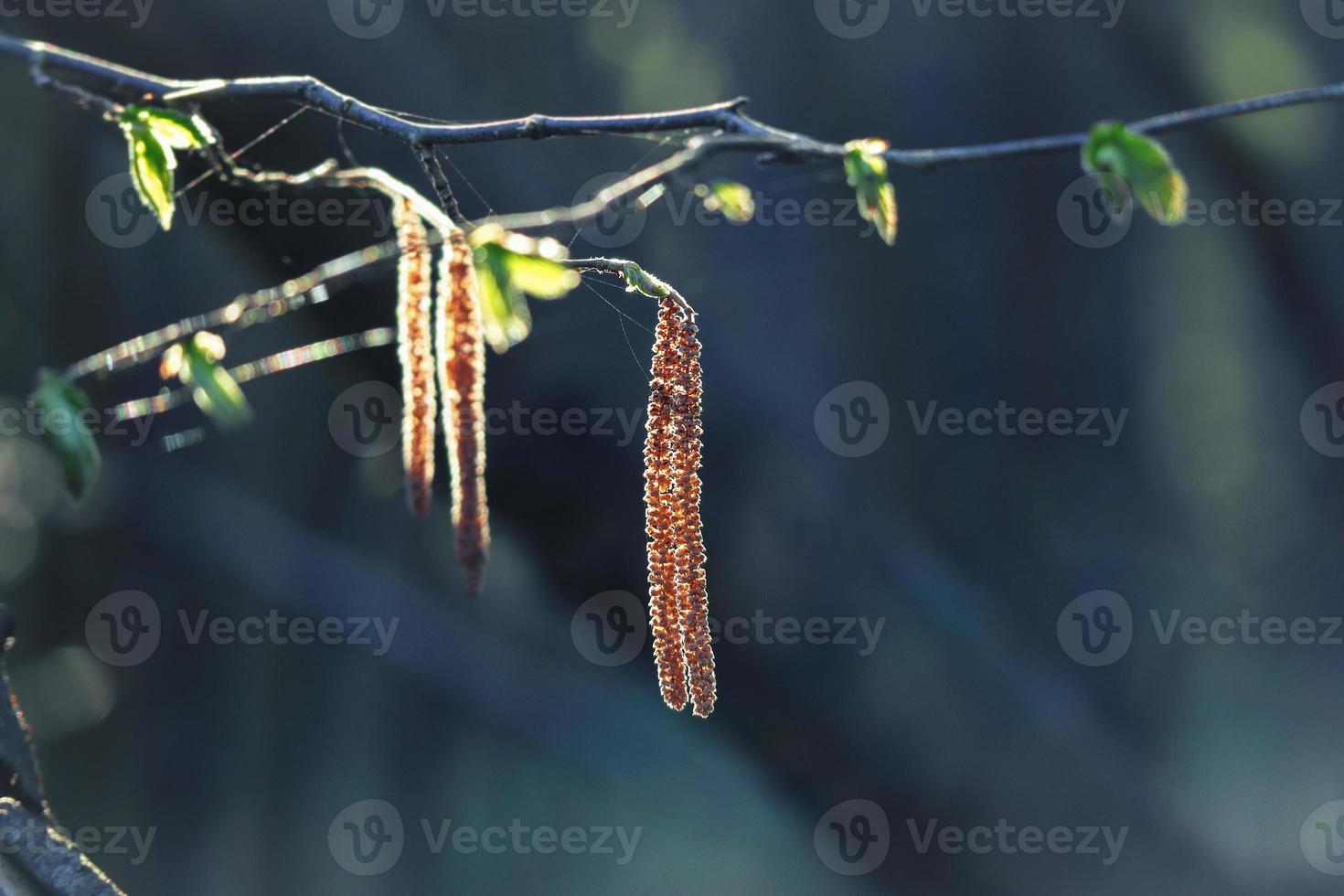 A branch of alder new leaves and catkins in sunlight, the common alder, black alder in spring with blurred dark background photo