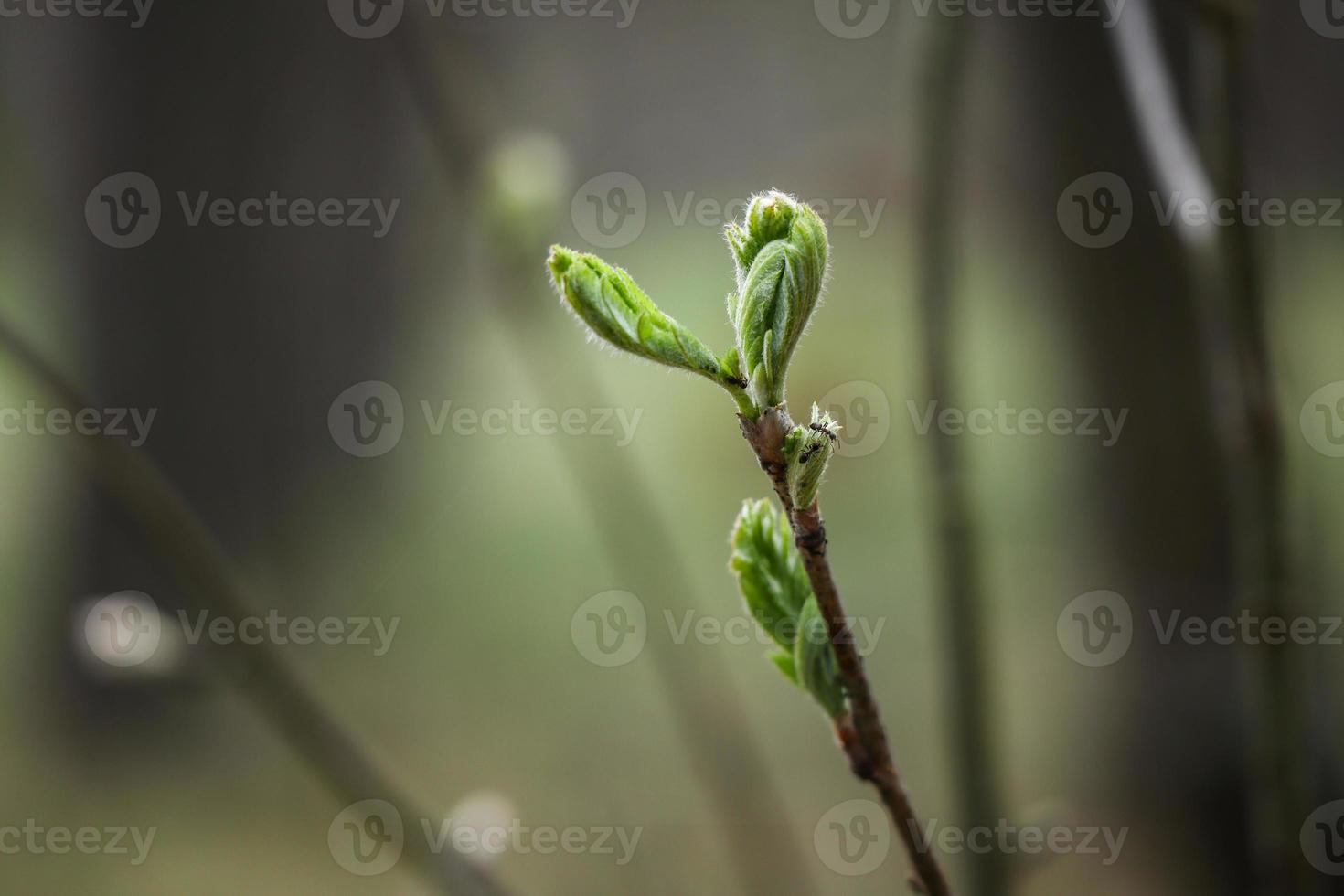 Three ants in action on a newly opening tree leaves in the forest with green blurred background photo