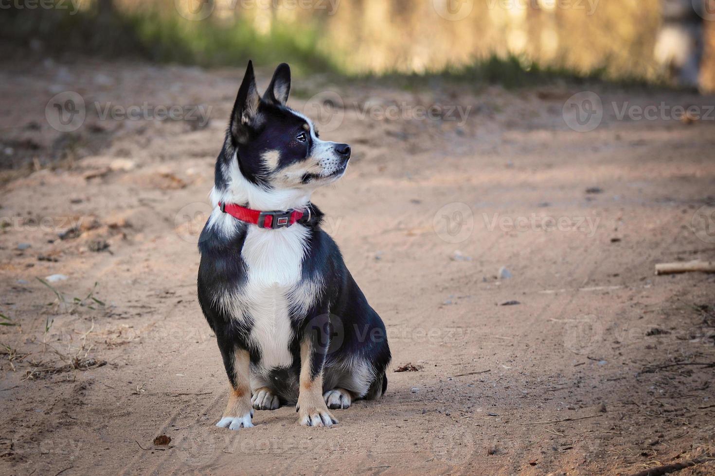 Small black and white dog with red collar sitting on sandy road on sunny  day in the forest looking to the right 8004543 Stock Photo at Vecteezy