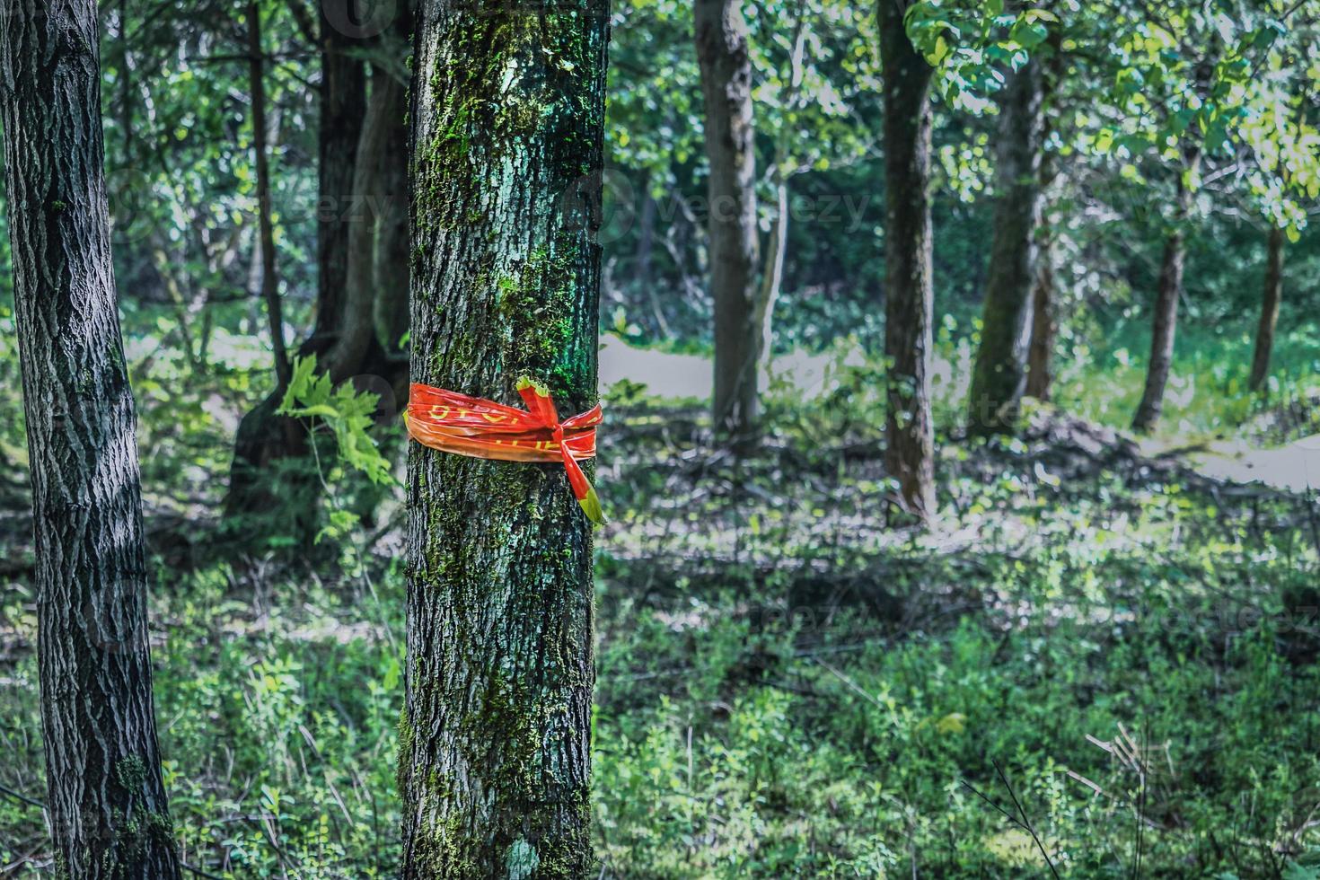 Wrapped ribbon of safety tape on rough tree trunk closeup standing in forest among greenery photo