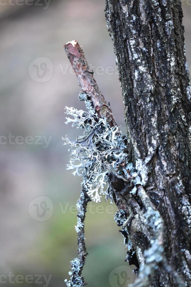 White textured lichen piece growing on small broken branch of a birch tree near the trunk photo